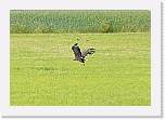 merikotka4 White-tailed Eagle * 2347 x 1622 * (2.78MB)